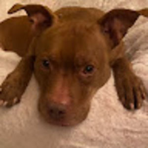 Meet your Posher, Lorelei